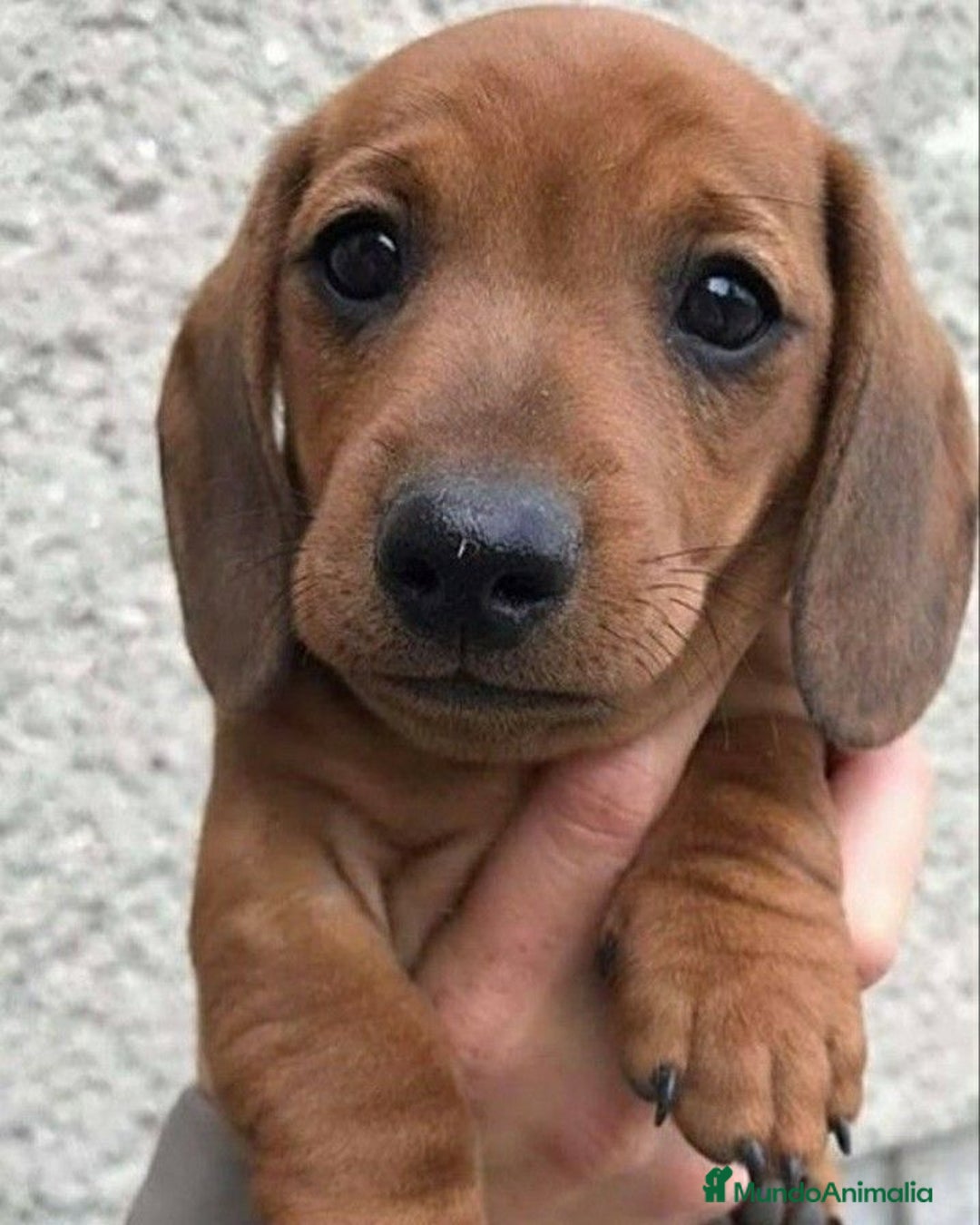 Teckel perros en venta: CAMADA DE TECKEL  - Anuncio 2