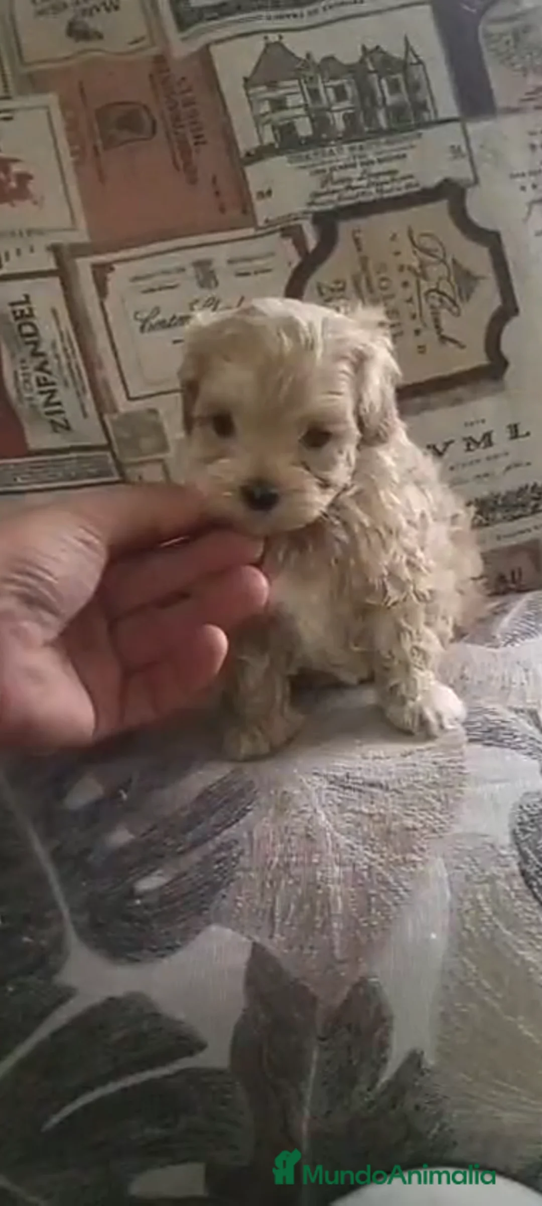 Maltipoo perros en venta: Maltipoo - Anuncio 2