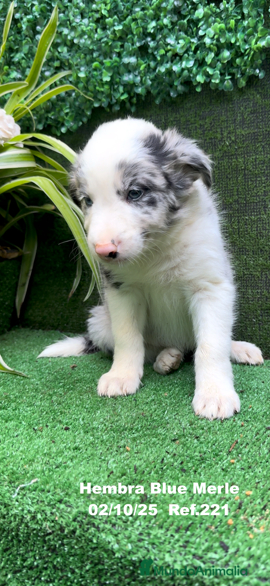 Border Collie perros en venta: Border Collie hembra Blue Merle - Anuncio 13