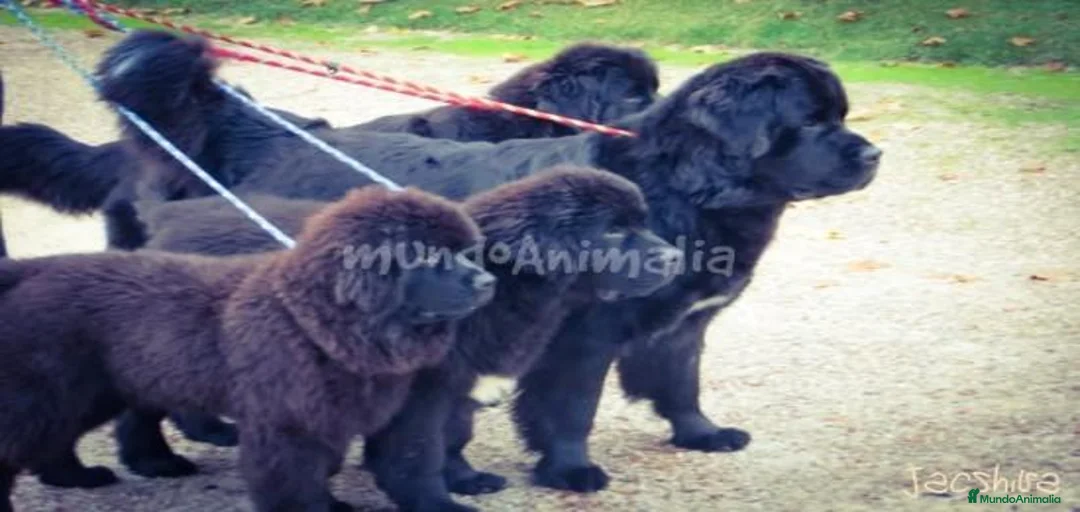 Imagen de galería {{count}}