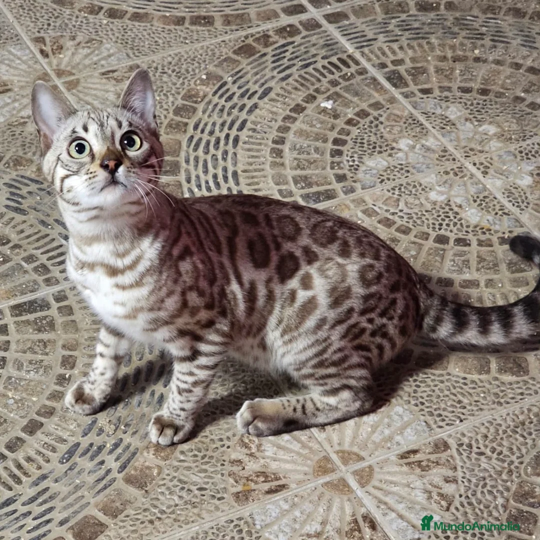 Bengalí gatos en venta: Bengalí Silver  - Anuncio 3