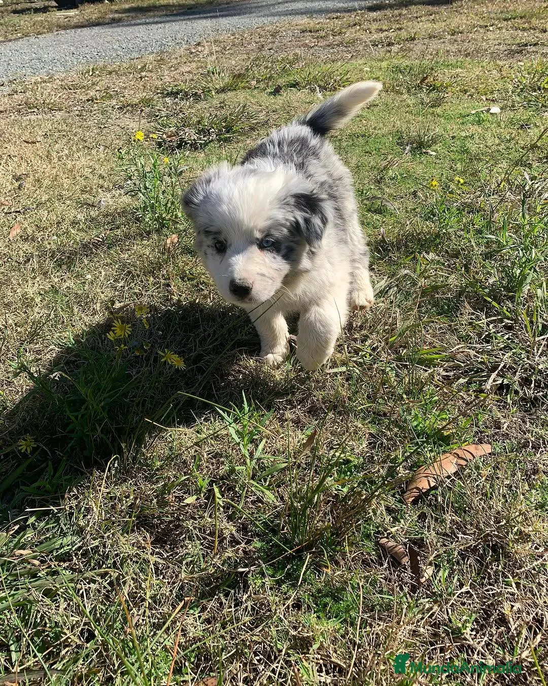 Border Collie perros en venta: puppies border collie  - Anuncio 2