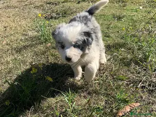Border Collie perros puppies border collie - Anuncio 19
