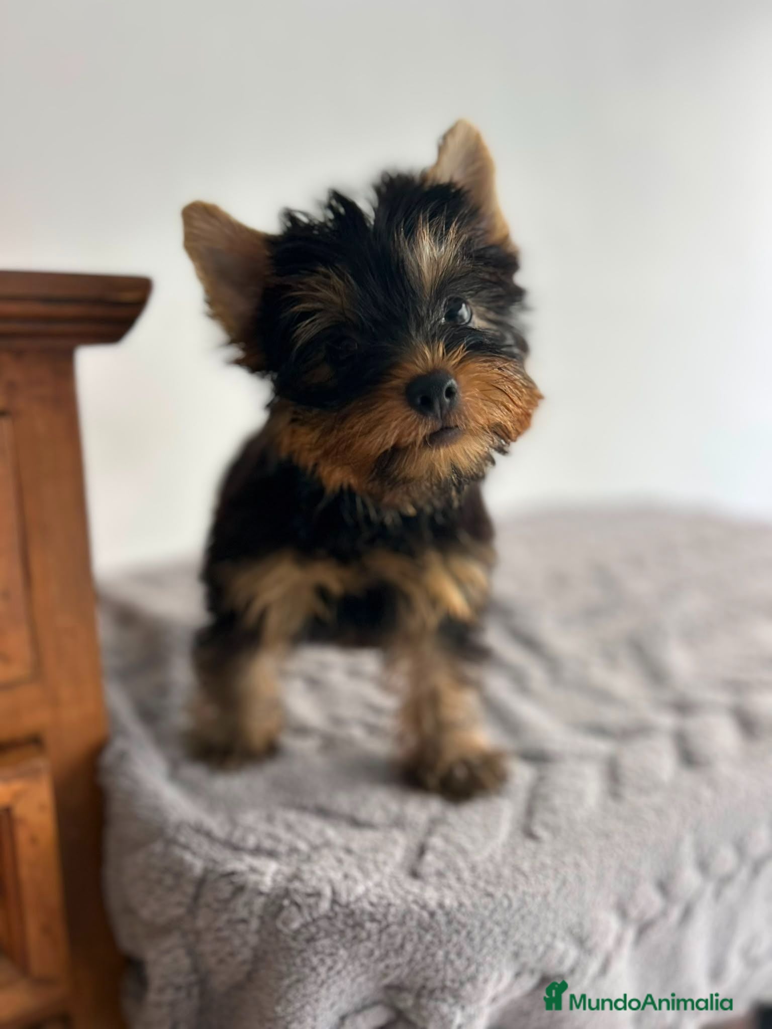 Yorkshire Terrier perros Yorkshire miniatura  - Anuncio 1