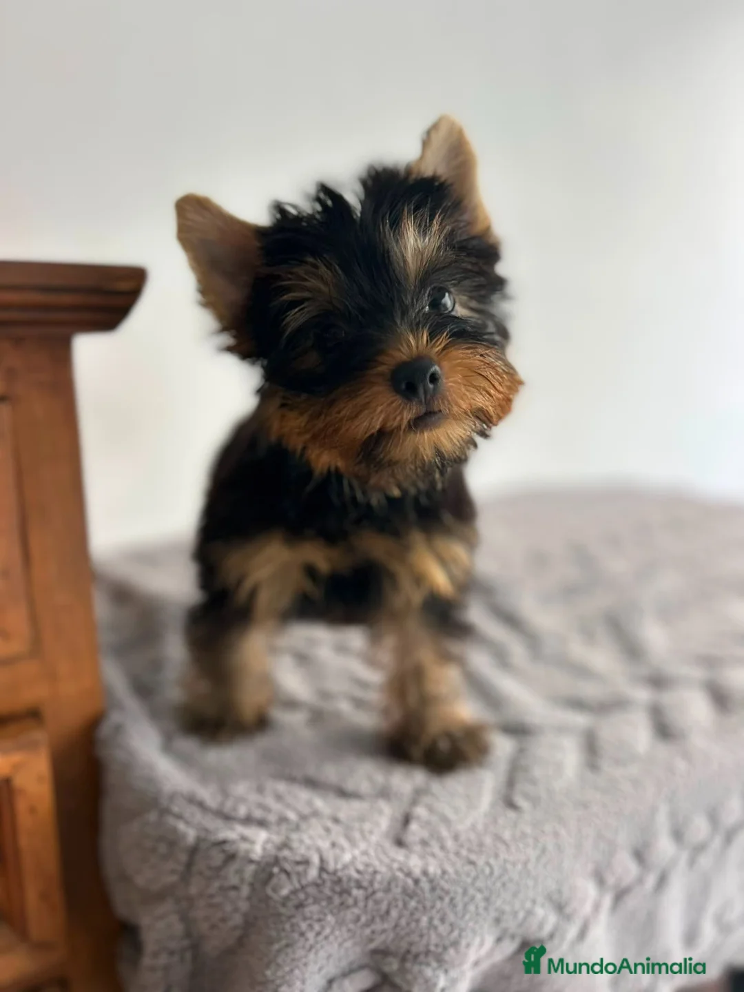 Yorkshire Terrier perros en venta: Yorkshire miniatura  - Anuncio 1