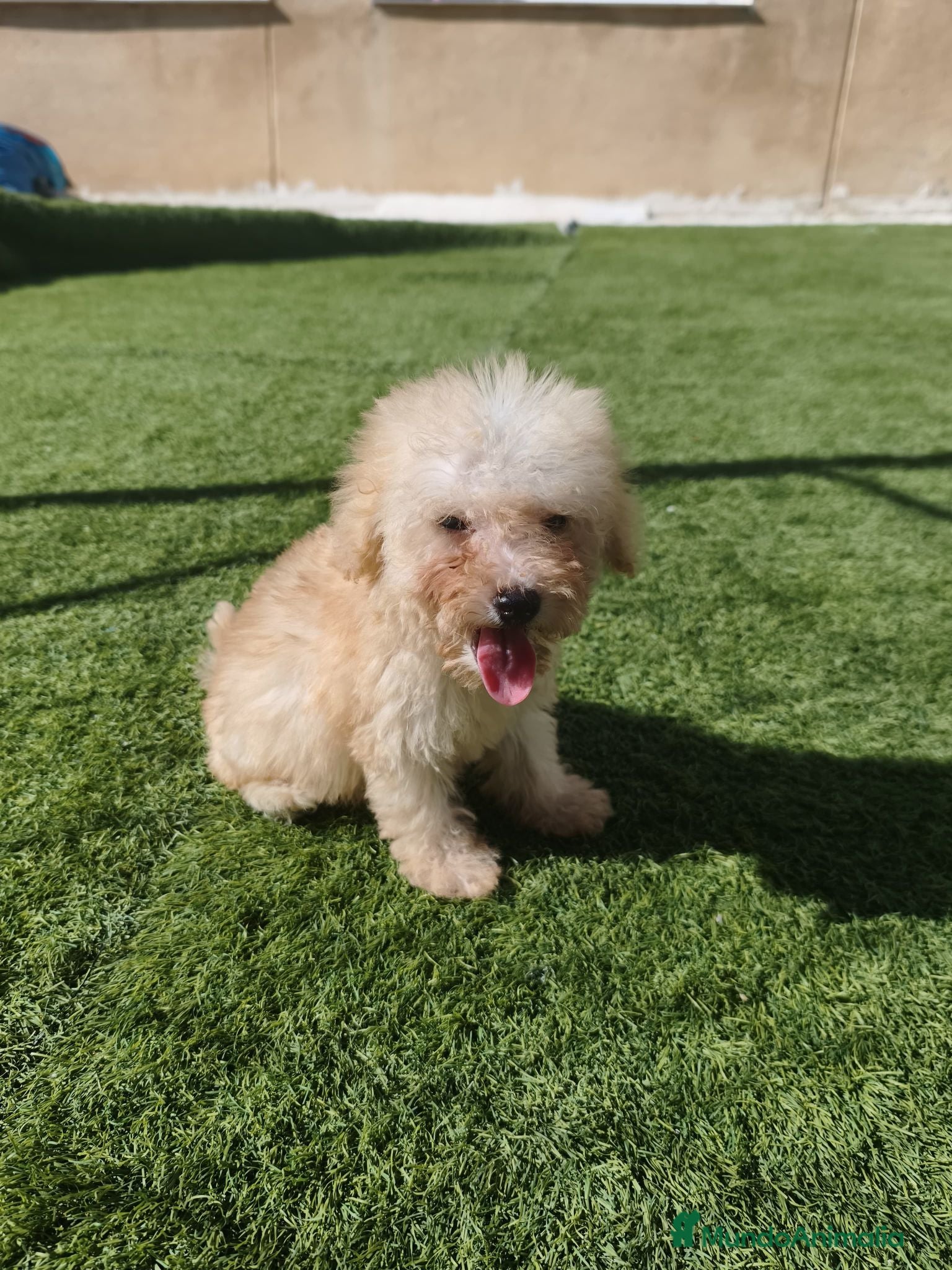 Caniche Toy perros Caniche toy 🧡 AHORA 1000€ 🔥🔥🔥 - Anuncio 4