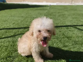 Caniche Toy perros Caniche toy 🧡 AHORA 1000€ 🔥🔥🔥 - Anuncio 4