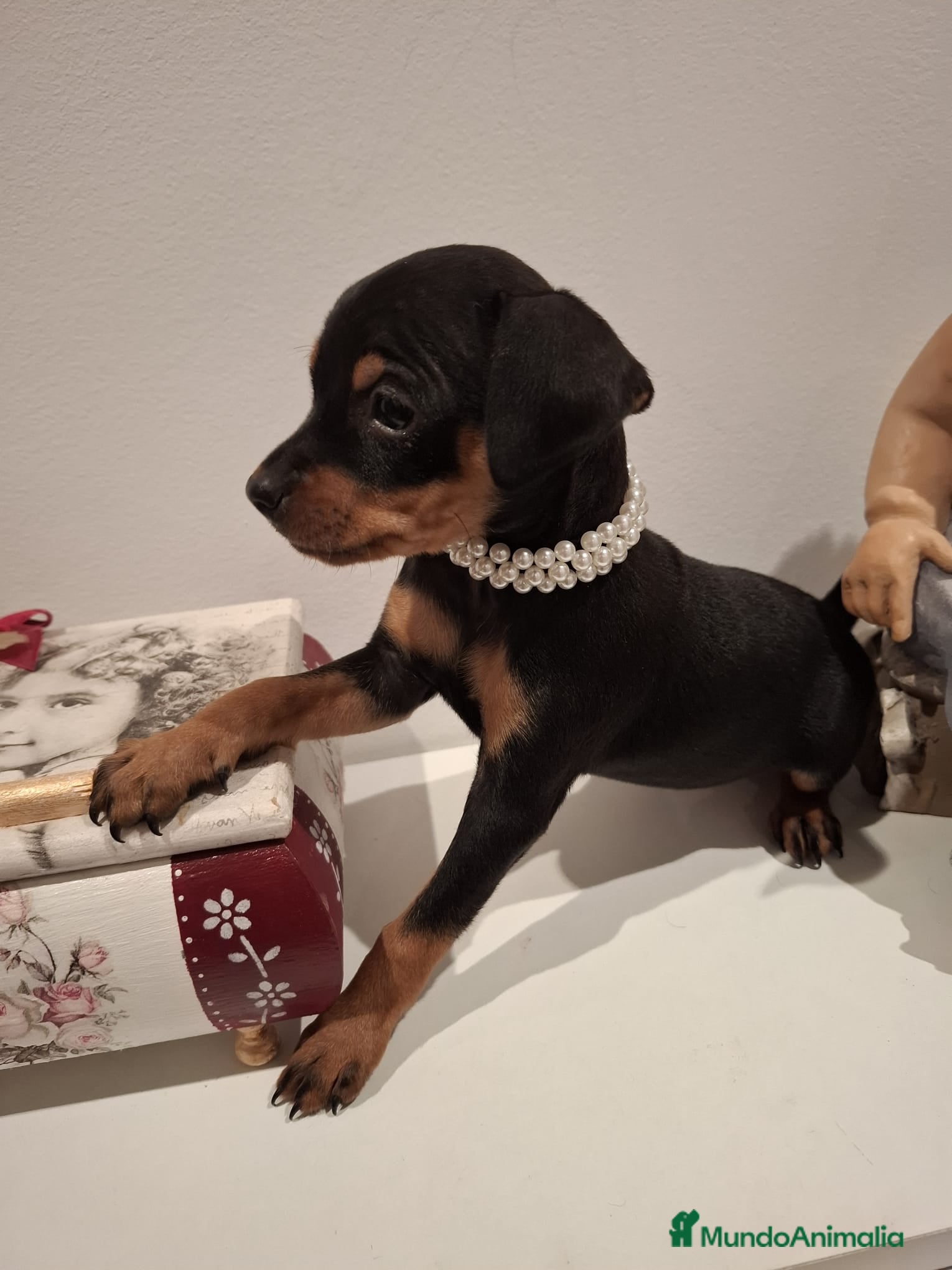 Pinscher Miniatura perros Mini Pincher - Anuncio 1