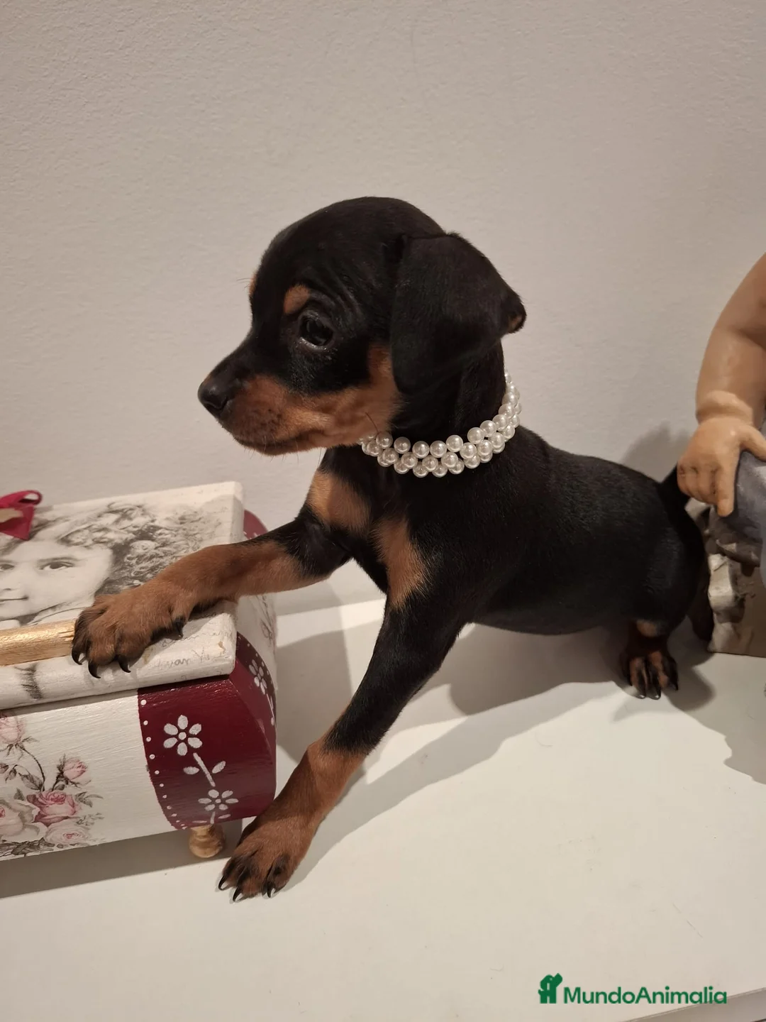 Pinscher Miniatura perros en venta: Mini Pincher - Anuncio 1