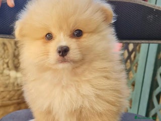 Pomerania perros Pomerania toy - Anuncio 11