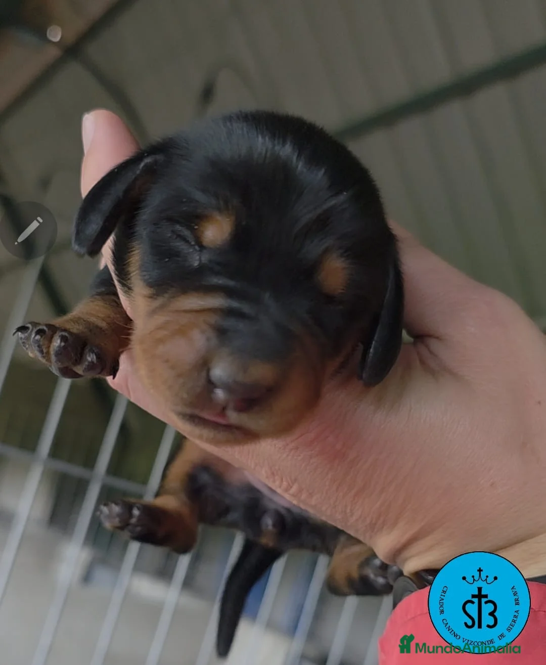 Teckel Miniatura perros en venta: Teckel miniatura negro y fuego y Arlequín chocolat en Sevilla - Anuncio 2