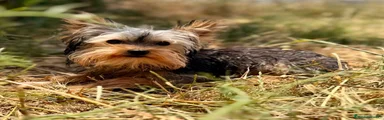 Yorkshire Terrier 1