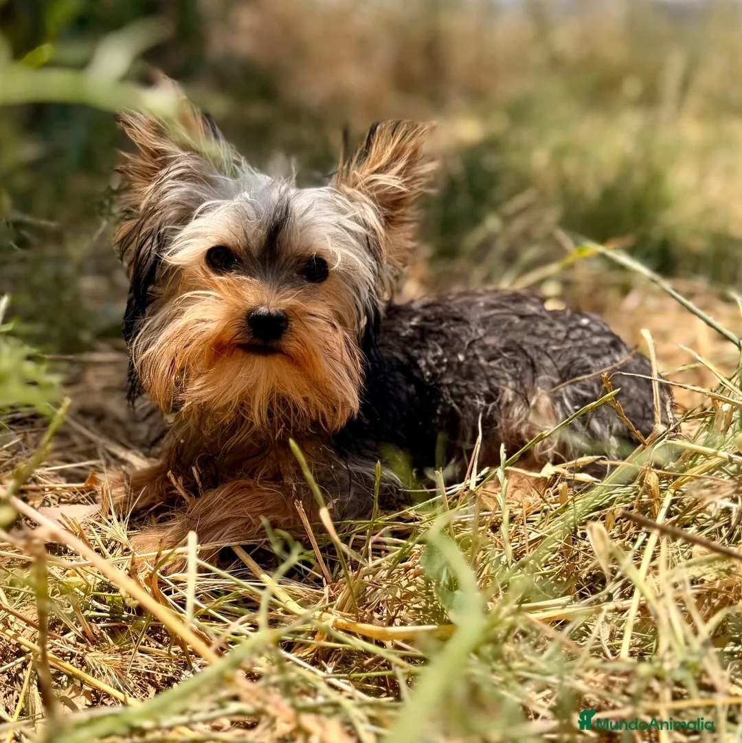 Yorkshire Terrier perros en venta: Yorkshire mini Toy  - Anuncio 2