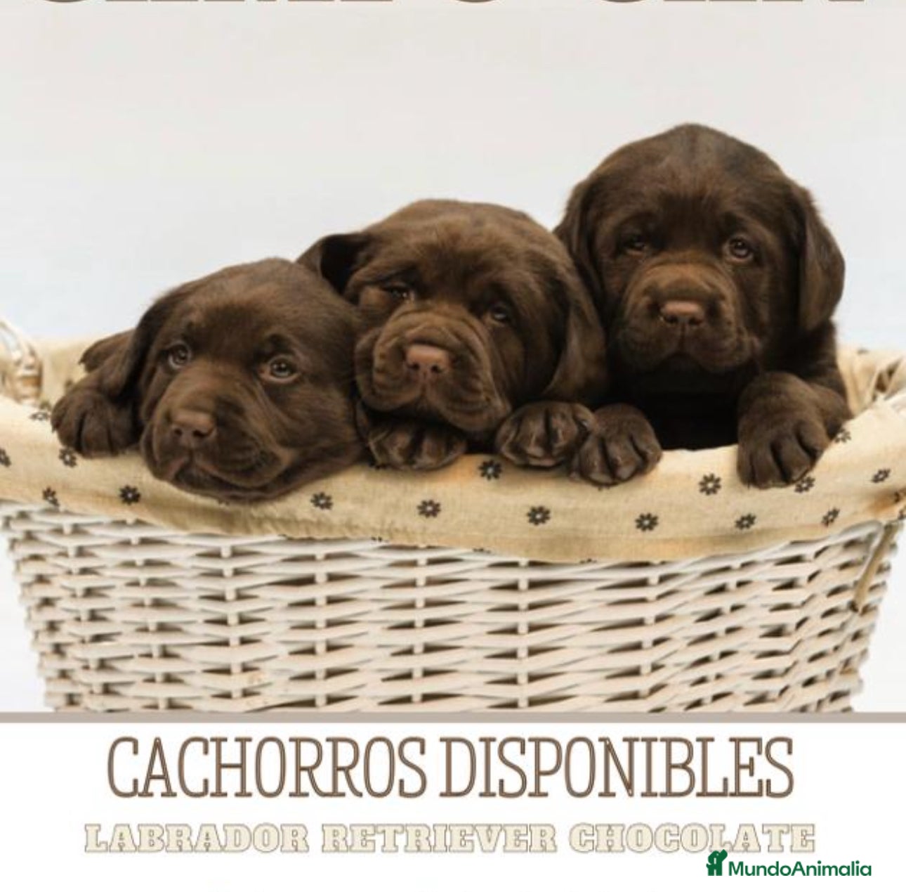 Labrador Retriever perros Cachorritos de labrador chocolate pedigrí  - Anuncio 6