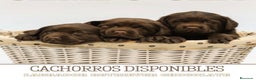Labrador Retriever perros en venta: Cachorritos de labrador chocolate pedigrí  - Anuncio 1