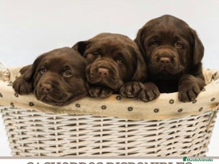 Labrador Retriever perros - Anuncio 1