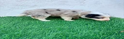 Border Collie perros en venta: Border Collie tricolor merle blue chocolate - Anuncio 5