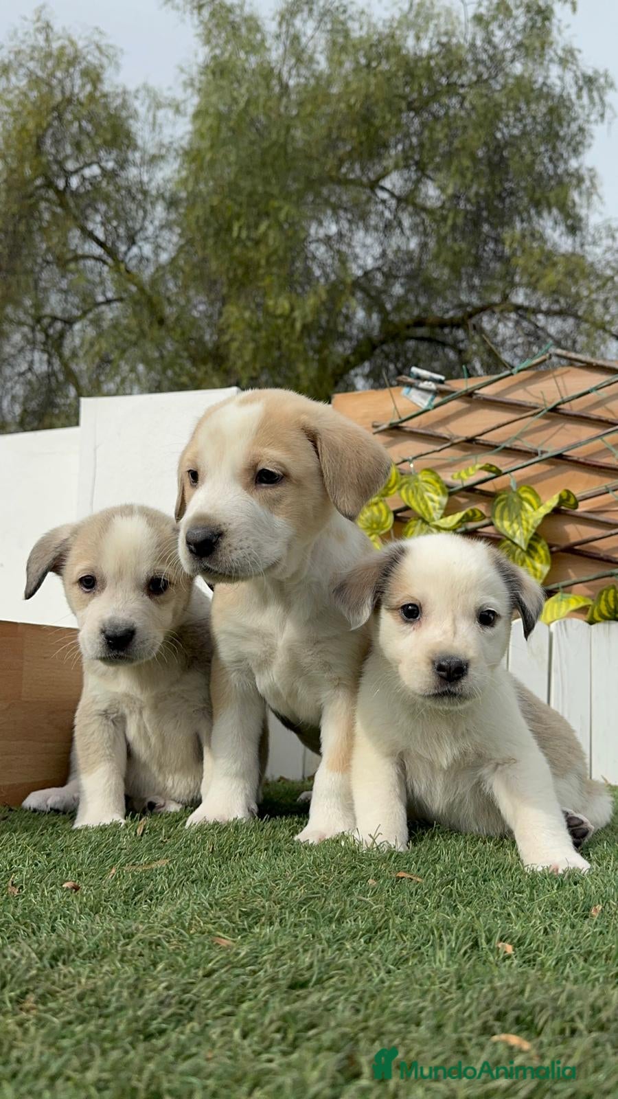 Mastín Español perros MASTIN ESPAÑOL HEMBRAS - Anuncio 1