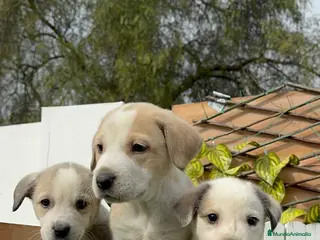 Mastín Español perros MASTIN ESPAÑOL HEMBRAS - Anuncio 1