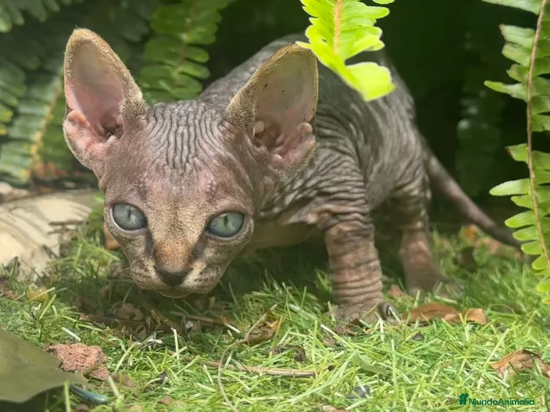 Sphynx gatos en venta: SPHYNX BLUE TABBY en Madrid - Anuncio 10