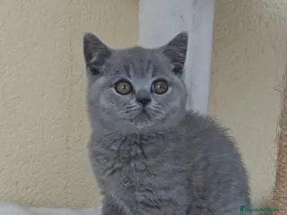 Británico de Pelo Corto gatos Gato British Shorthair - Anuncio 1