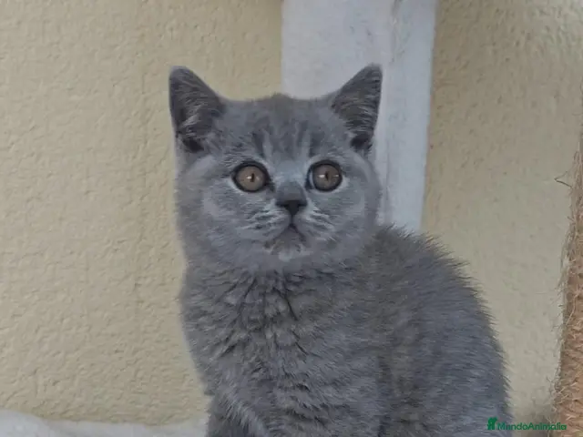 Británico de Pelo Corto gatos en venta: Gato British Shorthair - Anuncio 1