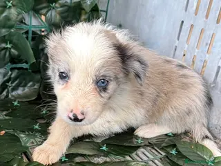 Border Collie perros Borde collie - Anuncio 1
