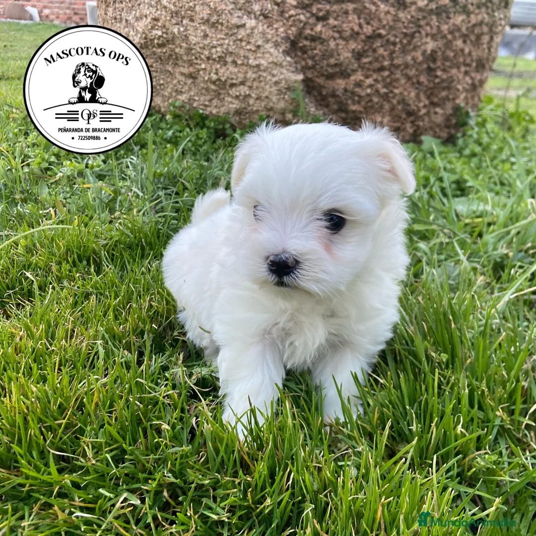 Bichón Maltés perros en venta: Bichón Maltés ¡¡PRECIOSA REAL!! en Salamanca - Anuncio 2