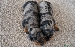 Teckel Miniatura perros en venta: 🐾 Delfina y Fina – Teckel miniatura 🐾 - Imagen 3