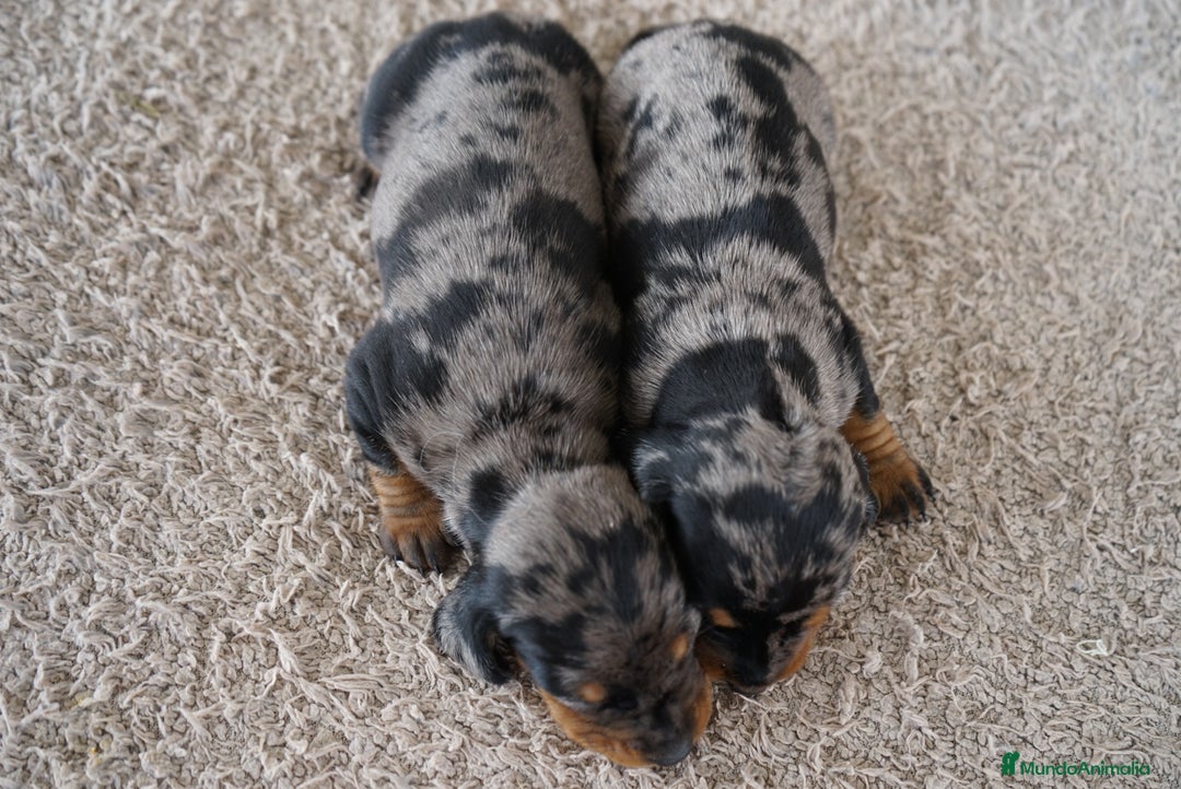 Teckel Miniatura perros en venta: 🐾 Delfina y Fina – Teckel miniatura 🐾 - Imagen 3