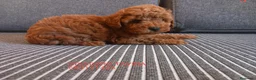 Caniche Toy perros en venta: Caniches Toy Rojos - Anuncio 11
