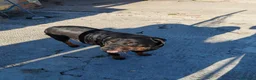 Rottweiler perros en venta: 2 Últimos machos de Rottwailer - Anuncio 13