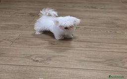 Bichón Maltés perros en venta: BICHÓN MALTÉS ❗🐾 - Imagen 4