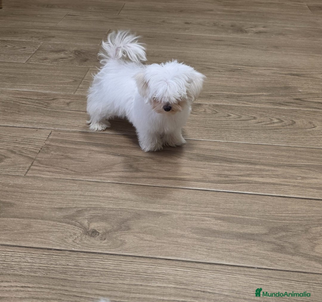 Bichón Maltés perros en venta: BICHÓN MALTÉS ❗🐾 - Imagen 4