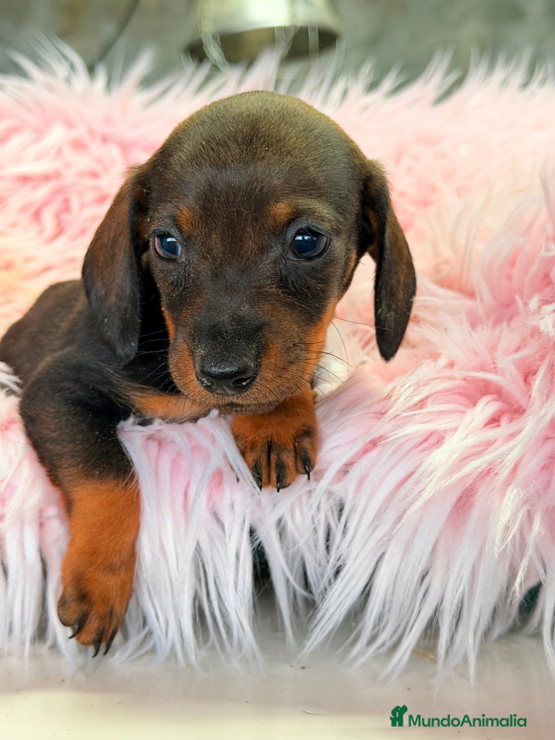 Teckel Miniatura perros en venta: Teckel hoja seca Kaninchen  - Anuncio 1