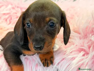 Teckel Miniatura perros Teckel hoja seca Kaninchen - Anuncio 3