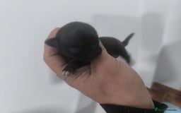 Chihuahua perros en venta: Chihuahuas cabeza de manzana toy - Imagen 5