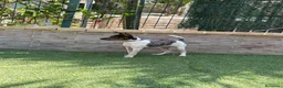Gos Rater Valencià perros en venta: Cachorra ratonera merle  - Anuncio 8