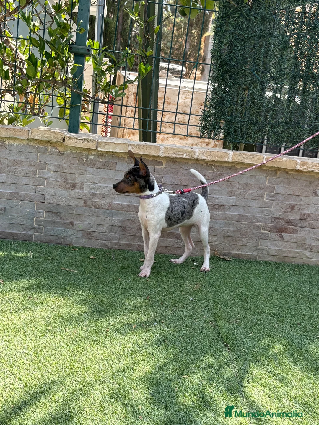 Gos Rater Valencià perros en venta: Cachorra ratonera merle  - Anuncio 8