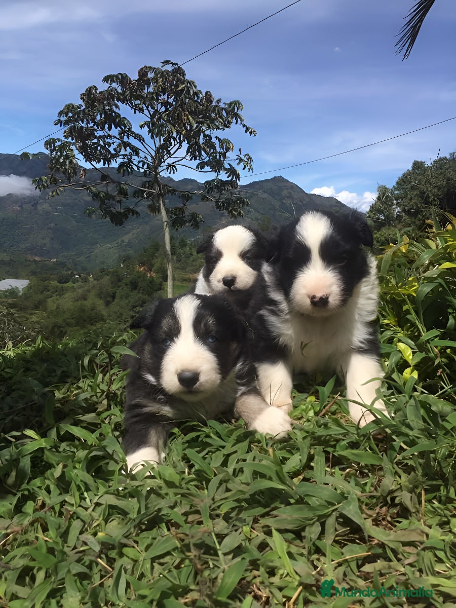Border Collie perros Border collie preciosos  - Anuncio 3