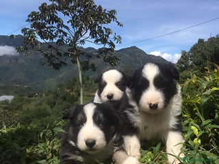 Border Collie perros Border collie preciosos - Anuncio 3