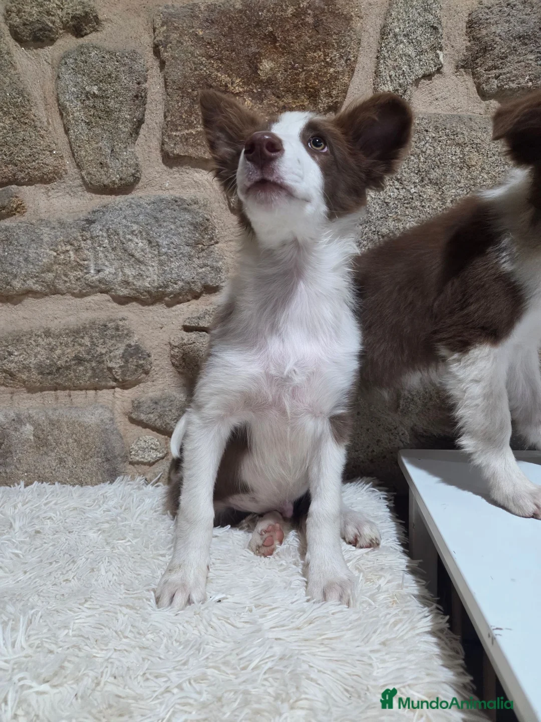 Border Collie perros en venta: Ultimo cachorro - Anuncio 5