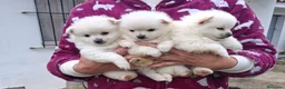 Pomerania perros en venta: POMERANIA DISPONIBLE en Madrid - Anuncio 1