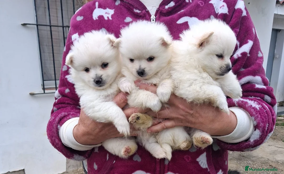 Pomerania perros en venta: POMERANIA DISPONIBLE en Madrid - Anuncio 1