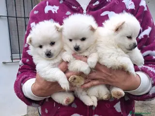 Pomerania perros POMERANIA DISPONIBLE - Anuncio 1