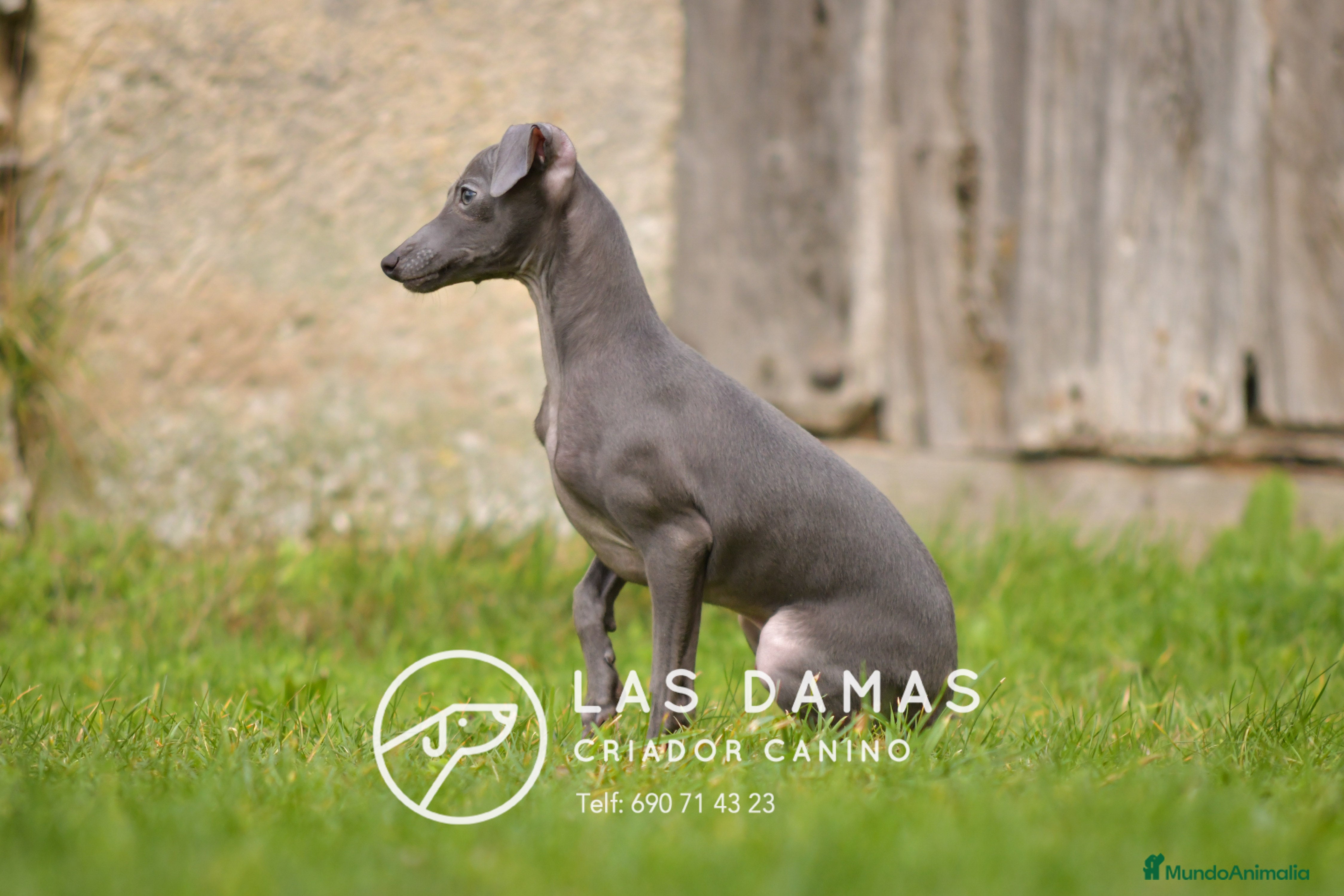 Pequeño Lebrel Italiano perros Piccolo lebrel italiano - Anuncio 12