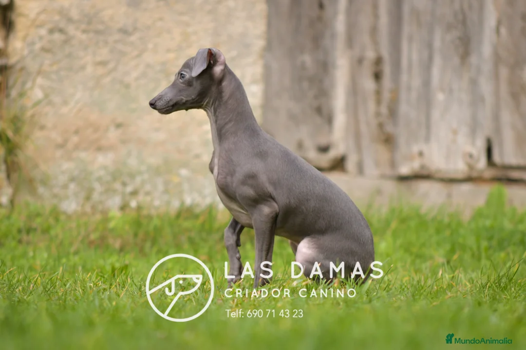 Pequeño Lebrel Italiano perros en venta: Piccolo lebrel italiano - Anuncio 1