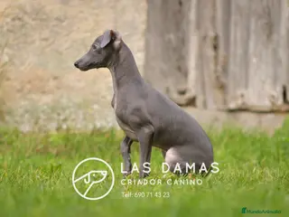 Pequeño Lebrel Italiano perros Piccolo lebrel italiano - Anuncio 12