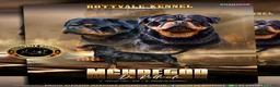 Rottweiler perros en venta: Cachorros de Rottweiler cria y selección en Valencia - Anuncio 6