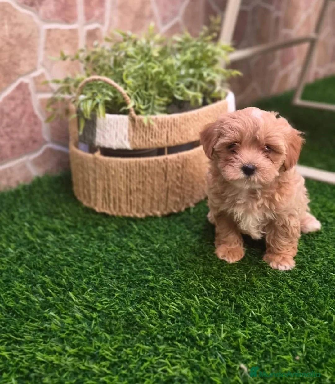 Maltipoo perros en venta: Maltipoo macho - Anuncio 2